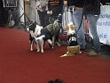 Heimtiermesse 2009   071